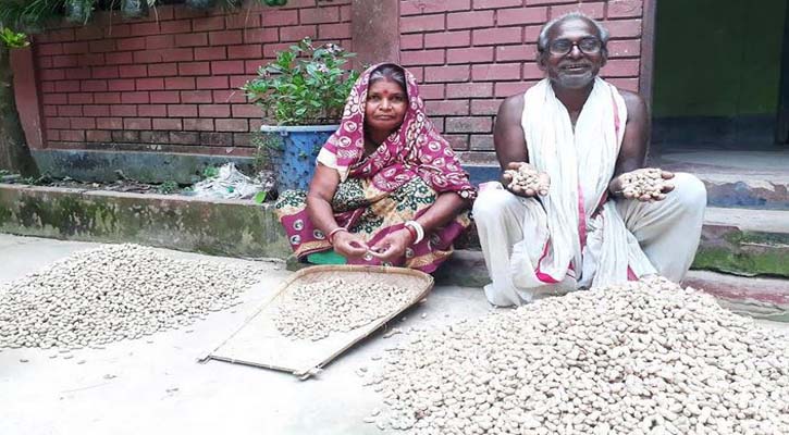 বাদাম চাষে কৃষকের সফলতা