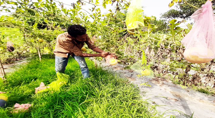 শ্রীপুরে গোল্ডেন ক্রাউন তরমুজের বাণিজ্যিক সফলতা