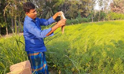 মৌ চাষে সফল সাইফুল