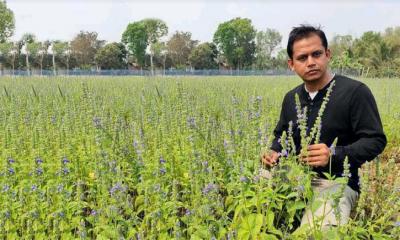 চিয়া চাষে ঝিনাইদহে ইউনানী চিকিৎসকের সফলতা